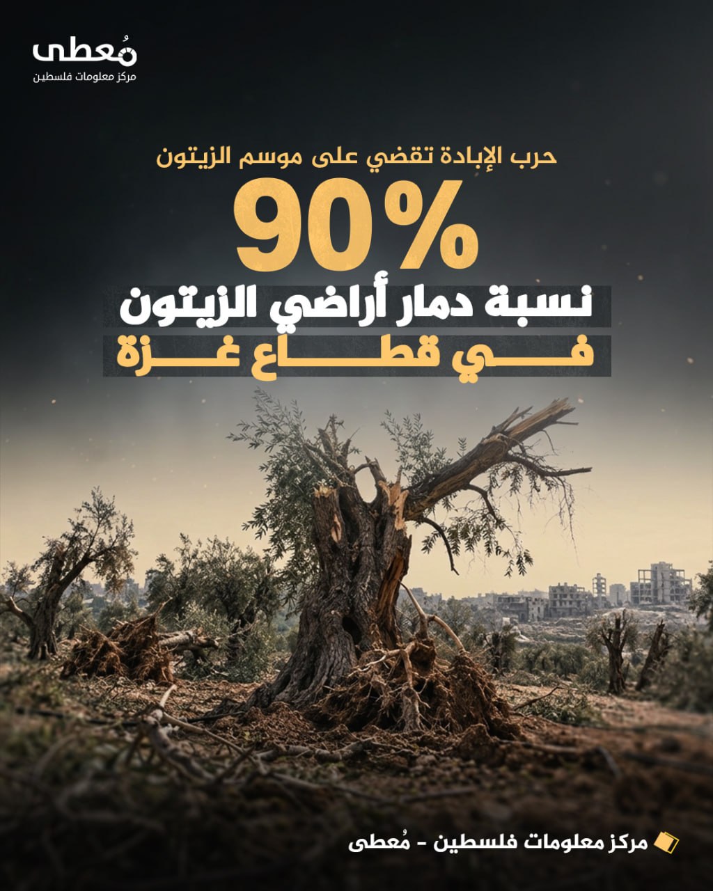 ◾️ حرب الإبادة تقضي على موسم الزيتون

⭕️ 90% نسبة دمار أراضي الزيتون في قطاع غزة

🔹 مركز معلومات فلسطين -مُعطى- www.mo3ta.ps